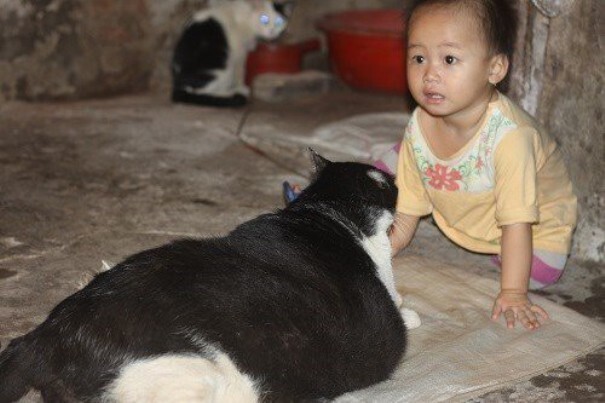 Во Вьетнаме нашли нового претендента на звание самого толстого кота в мире