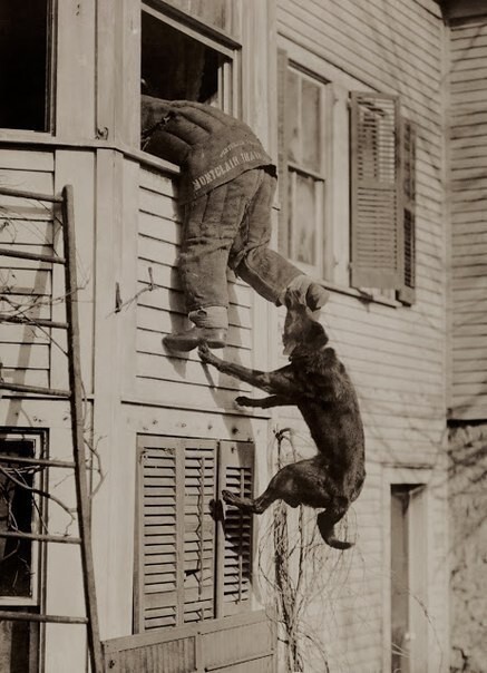 Тренировка полицейской собаки, 1919 г
