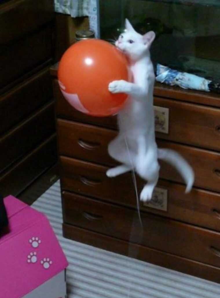 Гелиевые шары - помощь котам в преодолении гравитации 