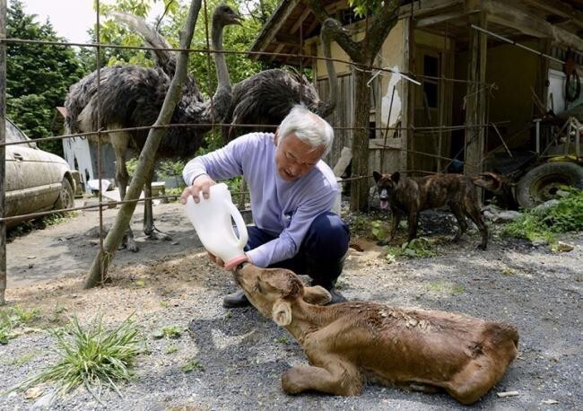  Японец остался жить в опасной зоне, чтобы кормить брошенных животных