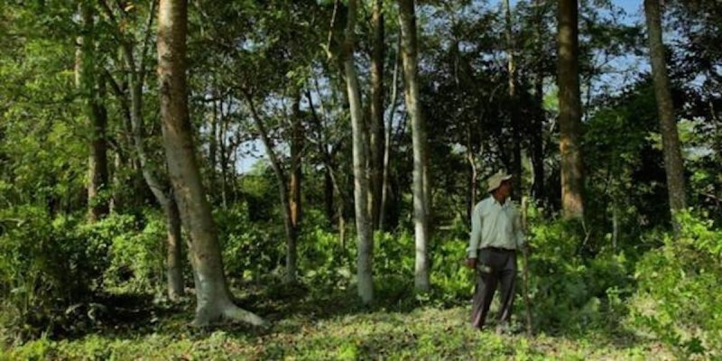 Индиец в одиночку посадил 1360 акров леса 