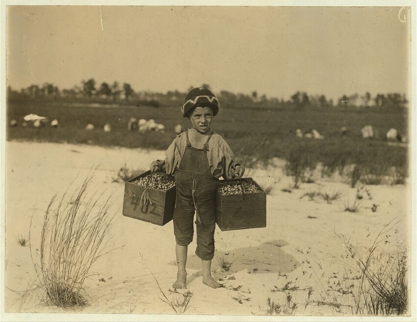 14. 5-летняя Сальвин занимается тем, что собирает клюкву на продажу. Нью-Джерси. 1910 год.