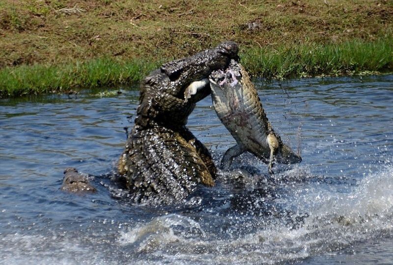 Голодный крокодил не против перекусить слабым сородичем