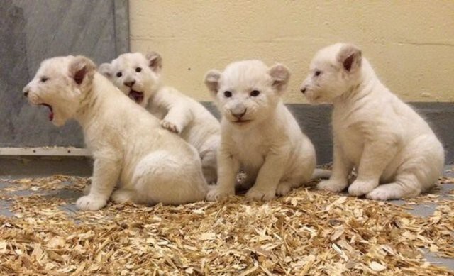 Новорожденные белые львята