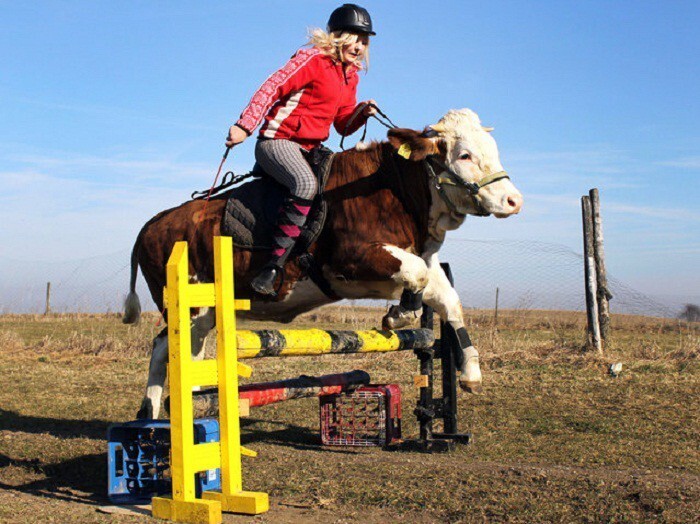 Не имея лошади, 15-летняя немка научила корову брать барьеры!