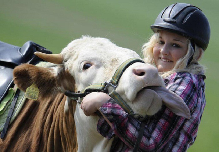 По словам Регины, ее воспитанница непохожа на других коров: она любит пастись с лошадьми.