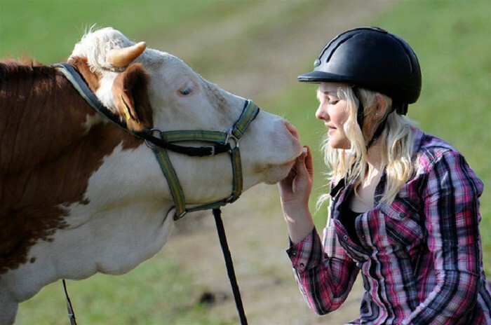 "Некоторые лошади ее не боятся, и я часто с ними катаюсь. Я думаю, что Луна считает себя лошадью, поскольку ей больше нравится с лошадьми, чем со своими родственниками, а коровы ее тоже недолюбливают", - говорит юная дрессировщица.