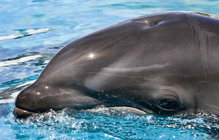 5.  Дельфин