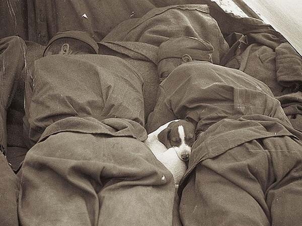 Щенок спит между русскими солдатами, 1945