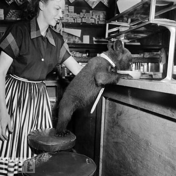  Медвежонок наслаждается миской меда в кафе, 1950