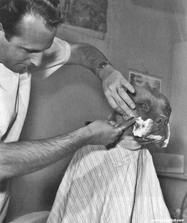 Парикмахер, ухаживающий за телезвездой бульдогом Фрицом, 1961
