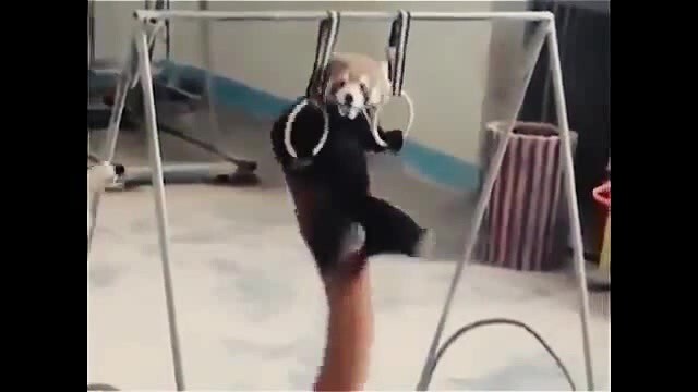 Счастливая красная панда  