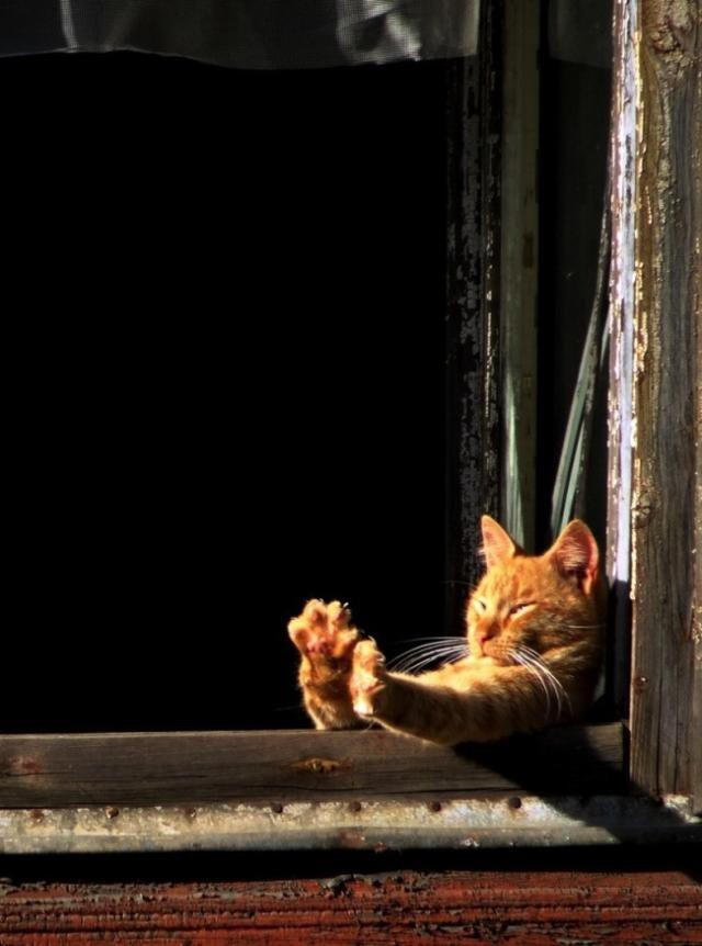 20 котов, которые умеют правильно расслабляться