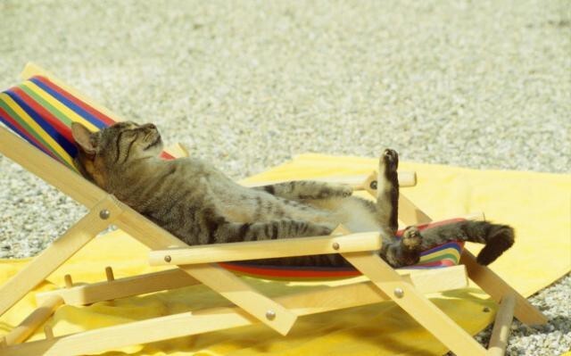 20 котов, которые умеют правильно расслабляться