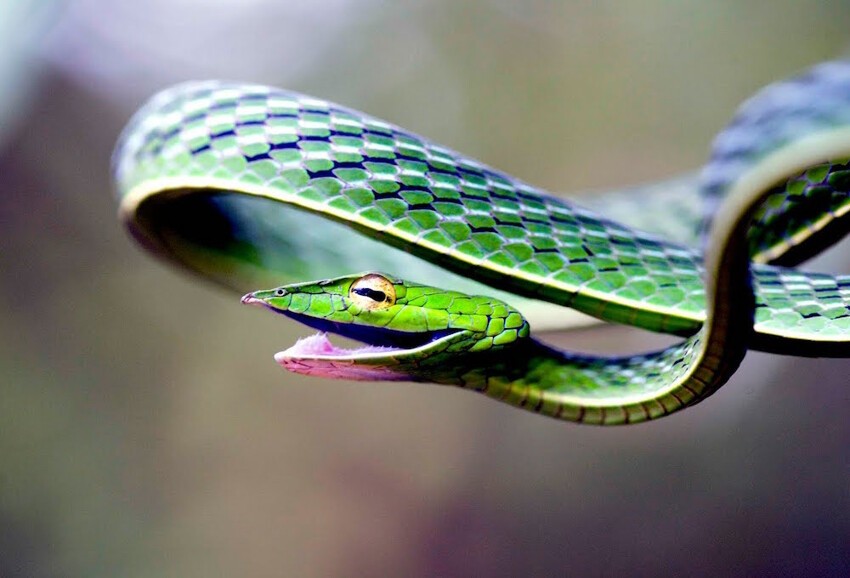 20. Травянисто-зелёная плетевидка — одна из самых красивых змей на Земле.
