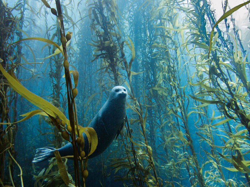 21. Потрясающий подводный лес.
