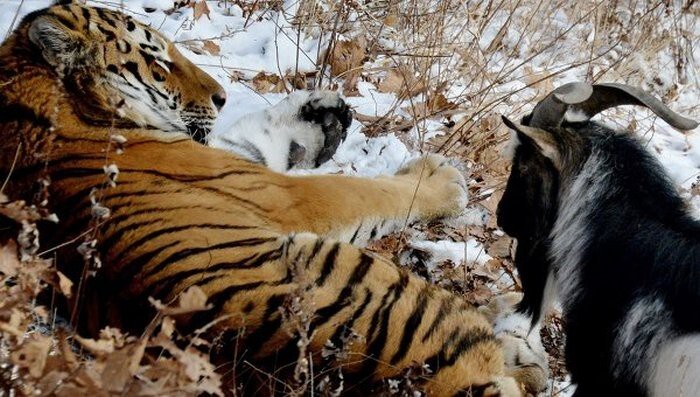 Тигр Амур недоволен расселением с козлом Тимуром 