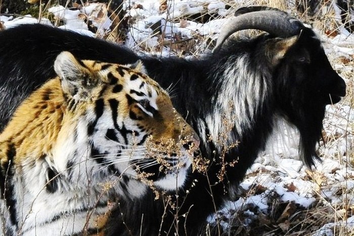 Тигр Амур недоволен расселением с козлом Тимуром 