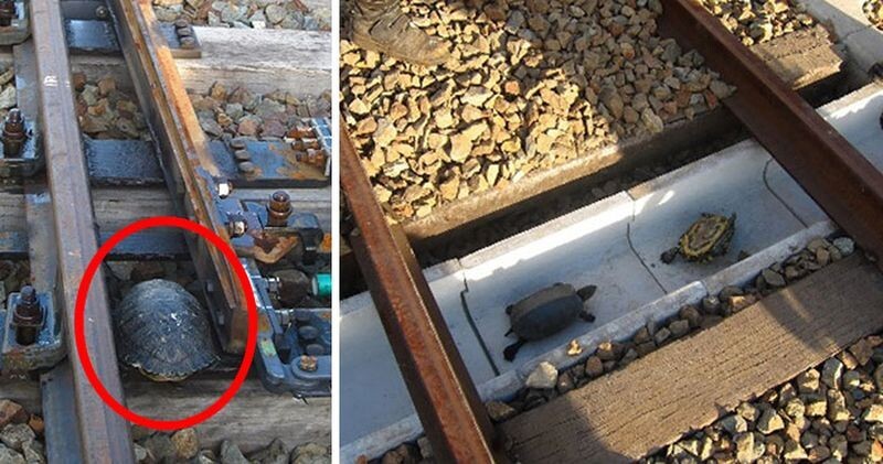 Японские железнодорожники построили тоннели для черепах