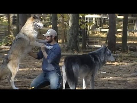 Отработка приемов борьбы на Волке 