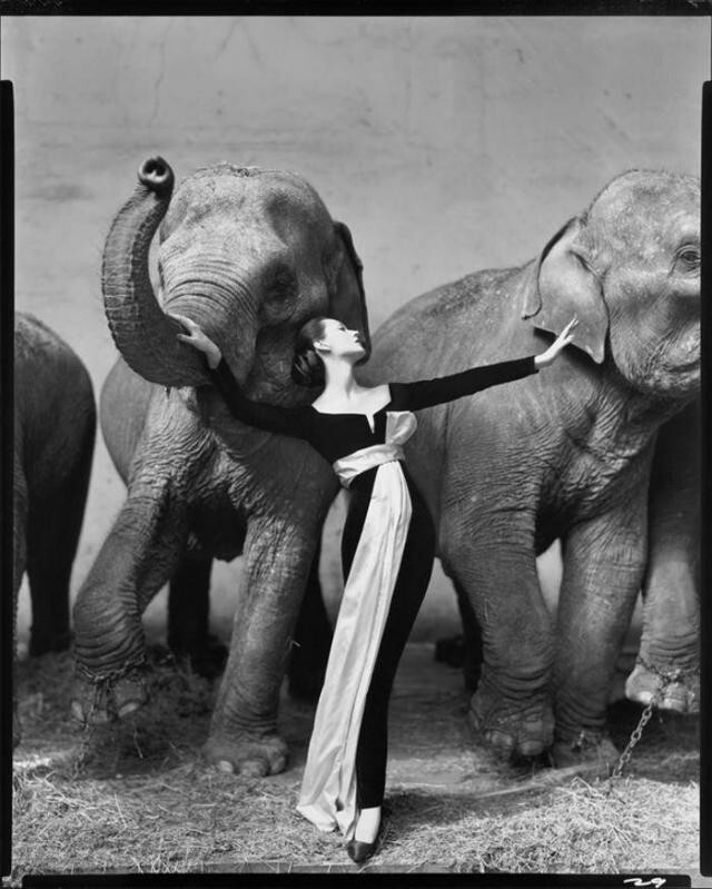 7. $1 151 976. Ричард Аведон, «Довима и слоны», 1955 год.