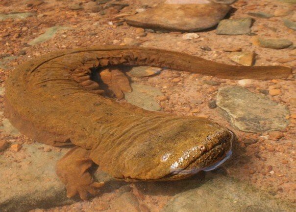 Китайская гигантская саламандра