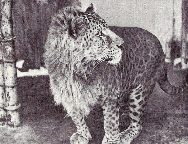 Леопон — гибрид самца-леопарда с львицей-самкой.