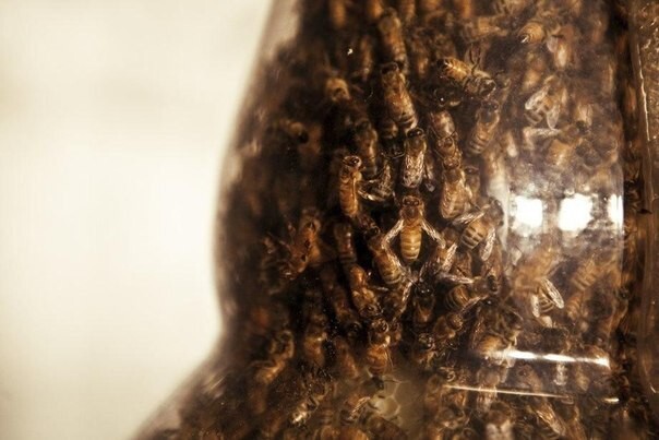 Природный 3D принтер  Пчелиные соты в непривычных формах