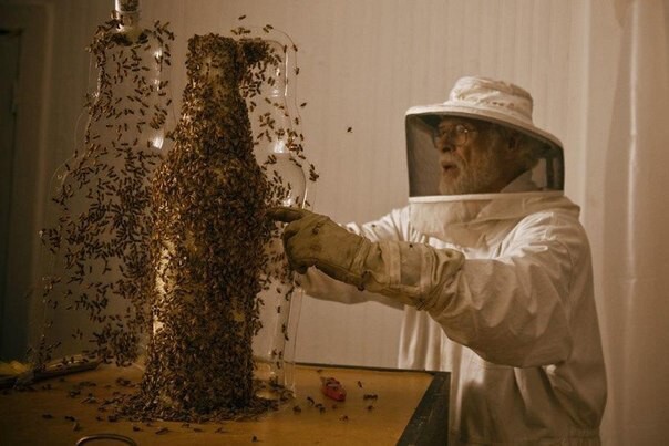 Природный 3D принтер  Пчелиные соты в непривычных формах