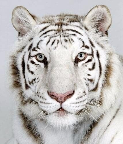 Тигры с разным окрасом шерсти