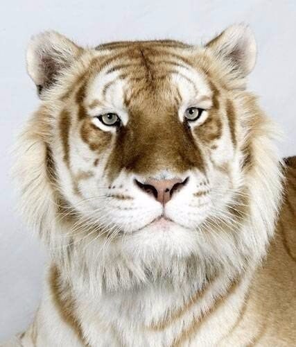 Тигры с разным окрасом шерсти