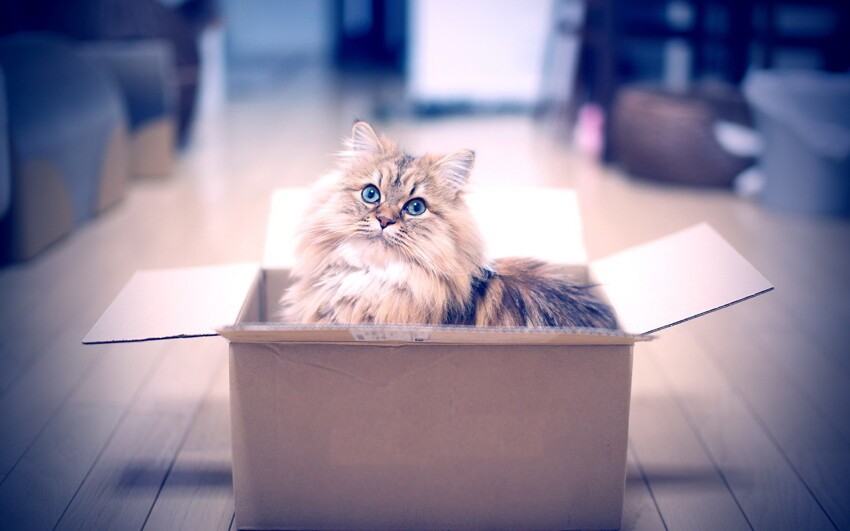 Почему-то кошаки любят сидеть в коробках