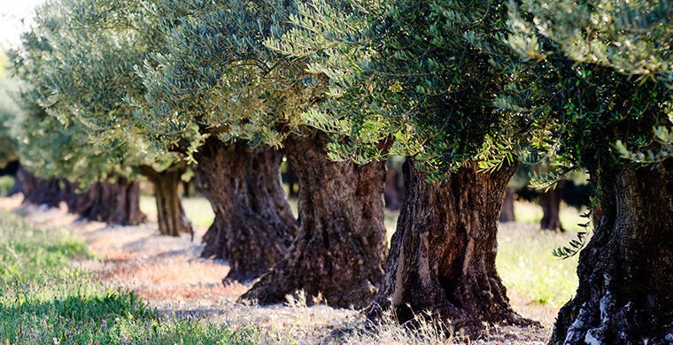 9. Оливки и маслины