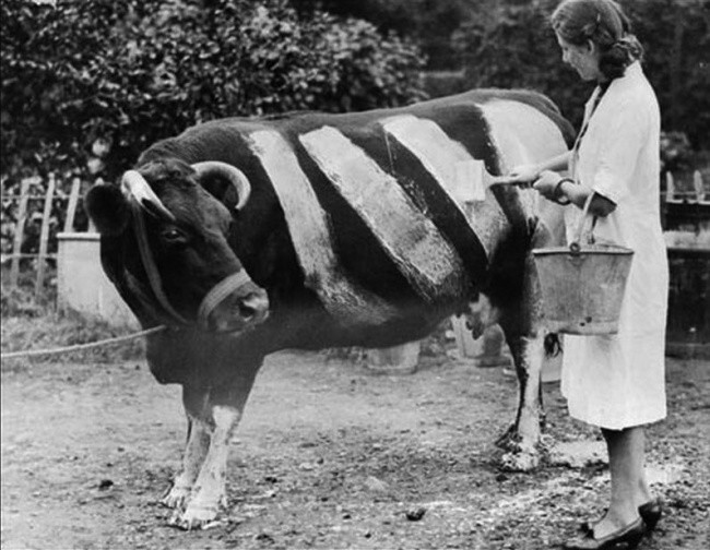 Фермерша красит корову во время Второй Мировой Войны, чтобы случайно не стала жертвой наезда автомобиля, Великобритания, 1939 год.