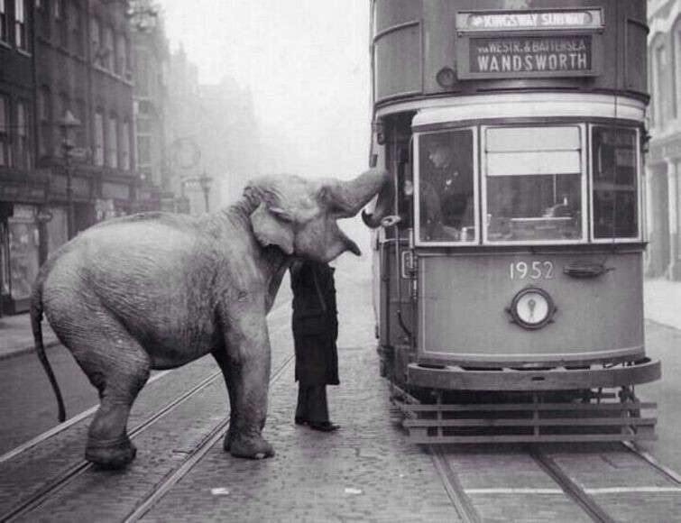 Водитель остановил трамвай, чтобы дать яблоко слону. Грейс-Инн-роуд, Лондон, Декабрь 1936