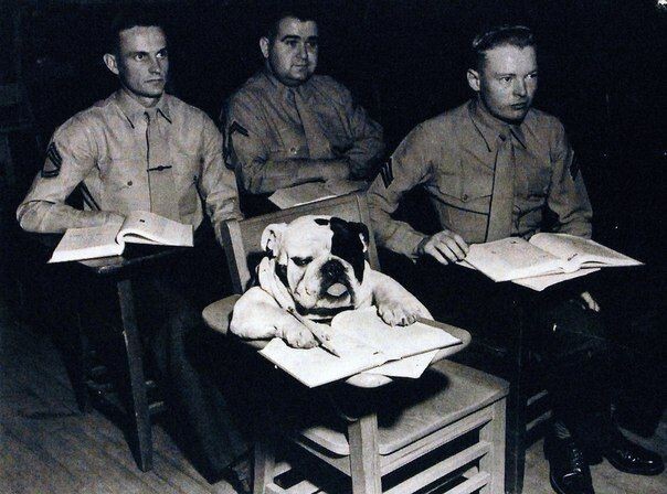 Рядовой Джиггс (талисман корпуса морской пехоты) во время занятия в школе морпехов в Вирджинии. США, 10 февраля 1954 года