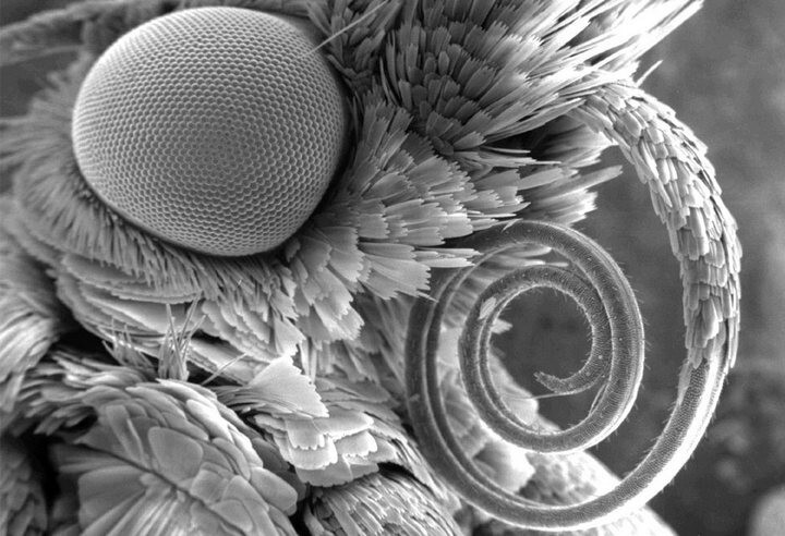 24. Изображение моли, вид головы сбоку. Ее глаз составляет около 800 микрон в ширину.