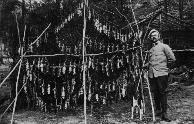 Крысы, убитые в окопах. Франция, 1916 г
