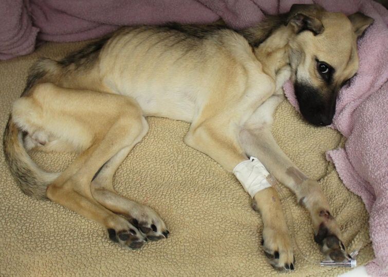 История спасения и невероятное преображение истощённой собаки, находившейся на волосок от смерти