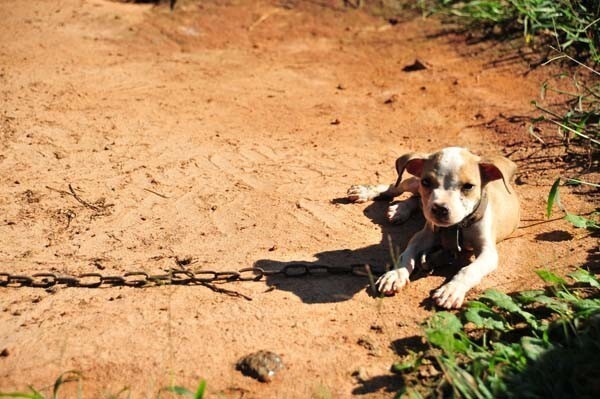Спасение 8-недельного щенка, в результате крупнейшего рейда по фермам бойцовских собак