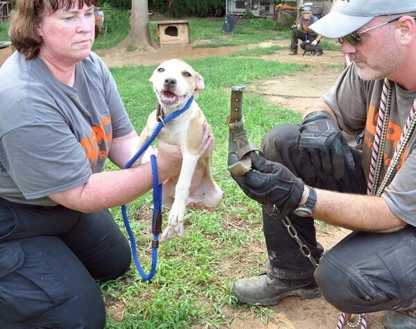 Спасение 8-недельного щенка, в результате крупнейшего рейда по фермам бойцовских собак