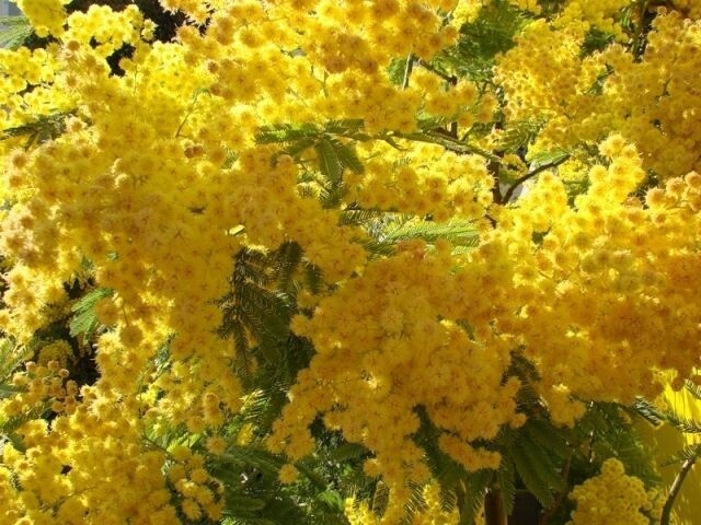 И напоследок, казус-курьез. Женщины, если вам подарили на Восьмое марта цветы желтой мимозы, знайте, вас обманывают :) Цветки мимозы сиреневого цвета. А то, что вам подарили, называется акация серебристая