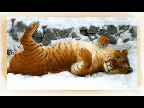 Лигры - самые крупные кошки на Земле  