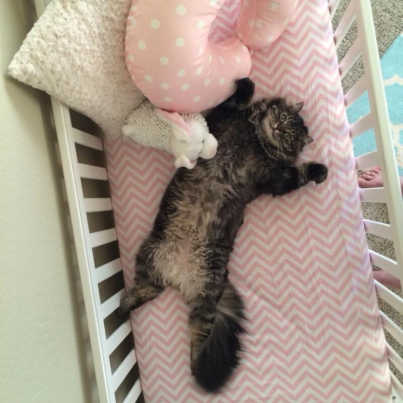 1. Так, этот кот решил, что ему купили новую кроватку