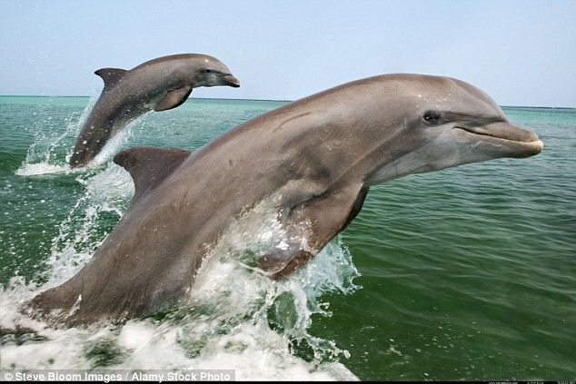 Ученые нашли картинку человека в эхолокационных сигналах дельфинов