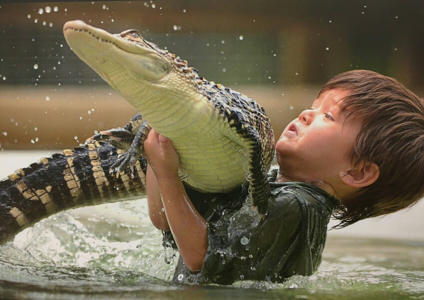 Попытка приручить крокодила