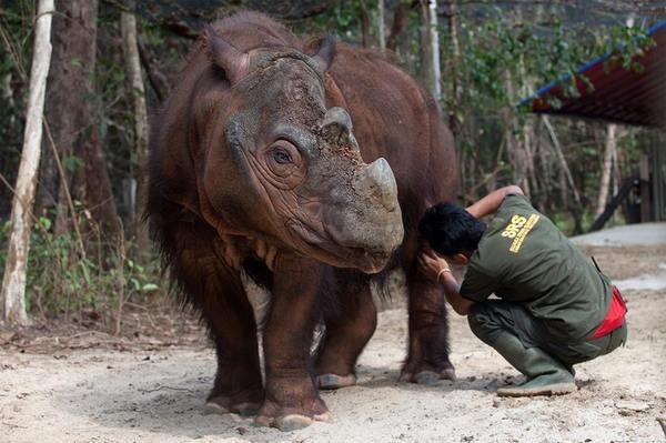 Снимки редчайшего суматранского носорога
