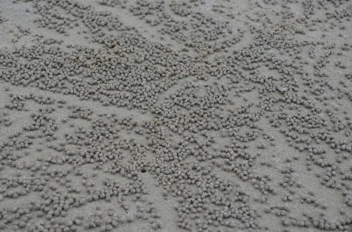 Художественные следы песчаных крабов 