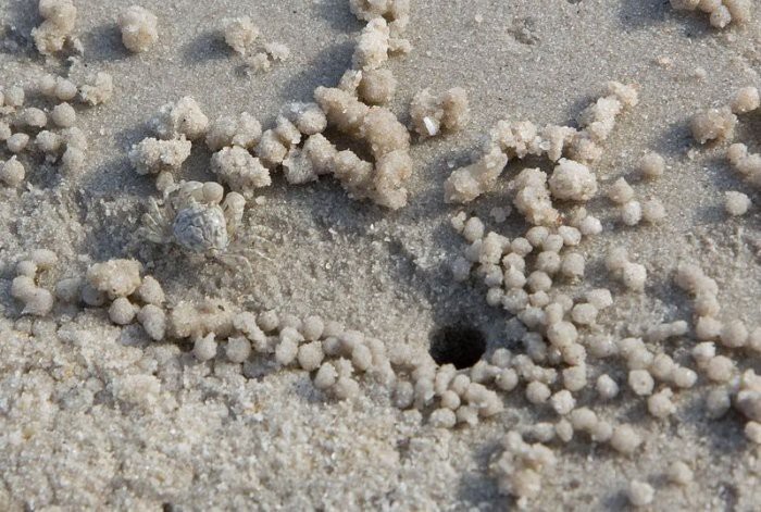 Художественные следы песчаных крабов 