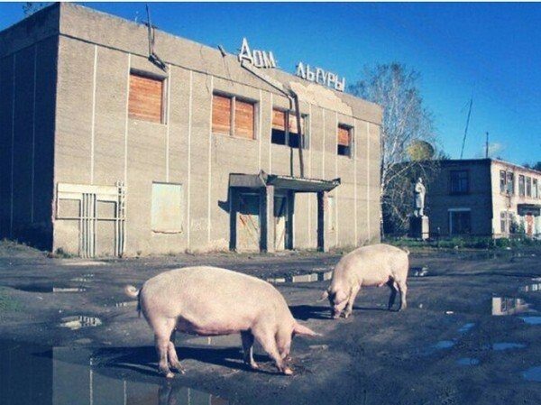 Фото приколы без бабочек